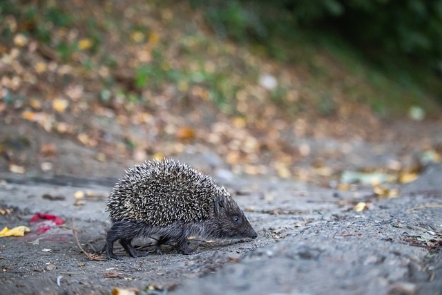 的沉重负担 的沉重负担
